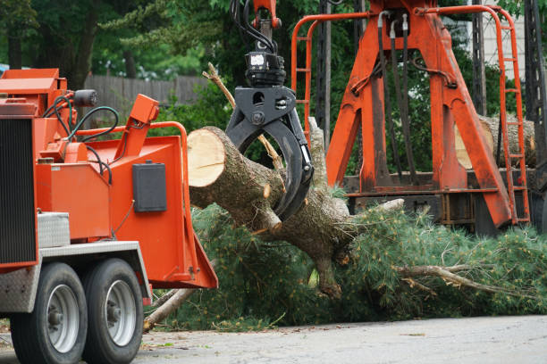 Why Choose Our Tree Removal Services in Royal Kunia, HI?